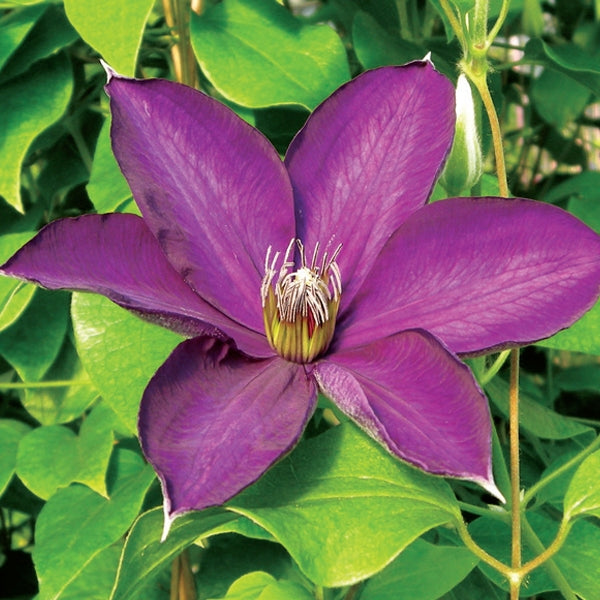 Clematis - Guiding Star