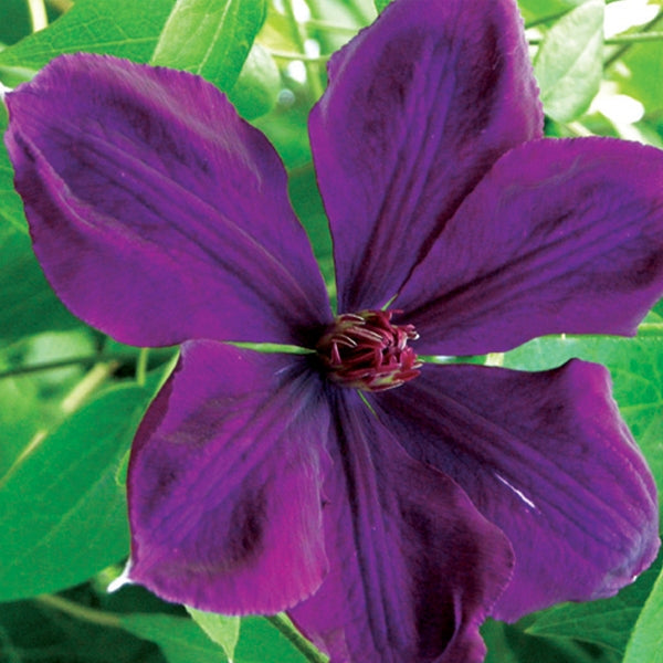 Clematis - Gypsy Queen