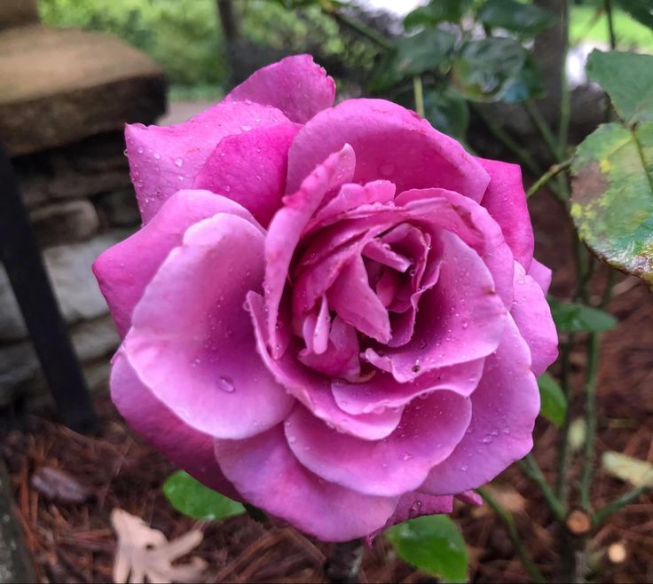 Rose - Heirloom - Hybrid Tea