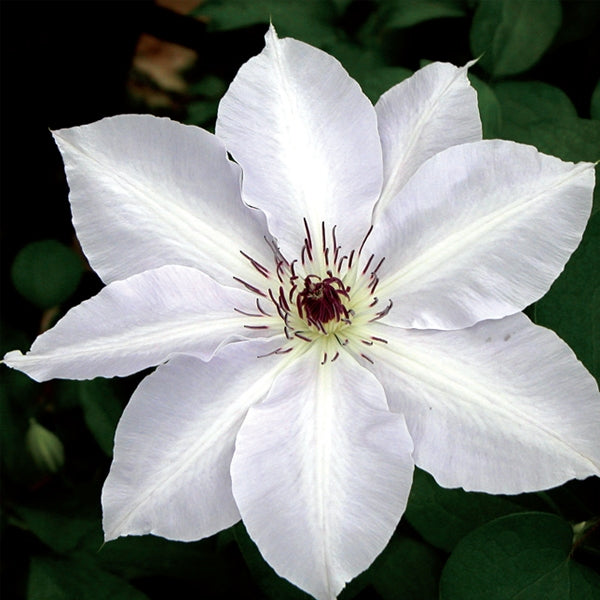 Clematis - Halina Noll