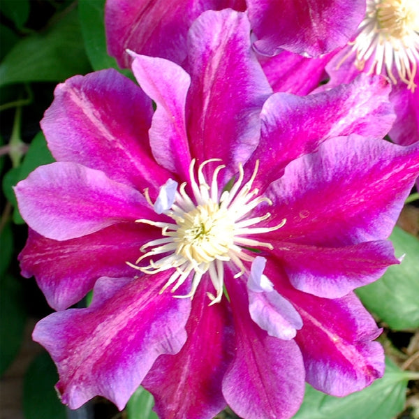 Clematis - Hania