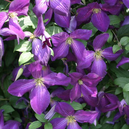 Clematis - Happy Jack