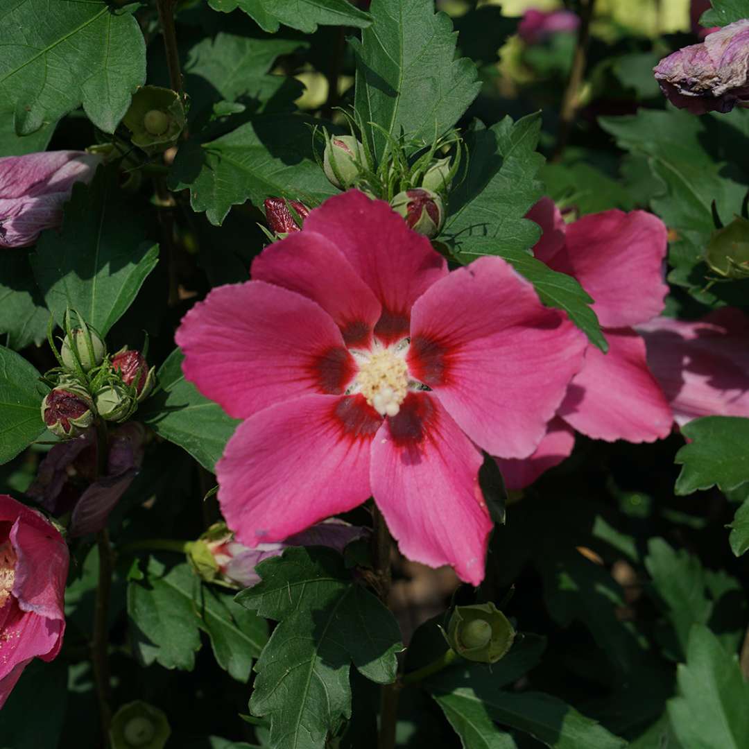 Rose of Sharon - PARAPLU ROUGE