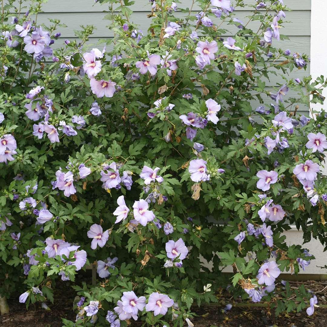 Rose of Sharon - Azurri Blue SATIN