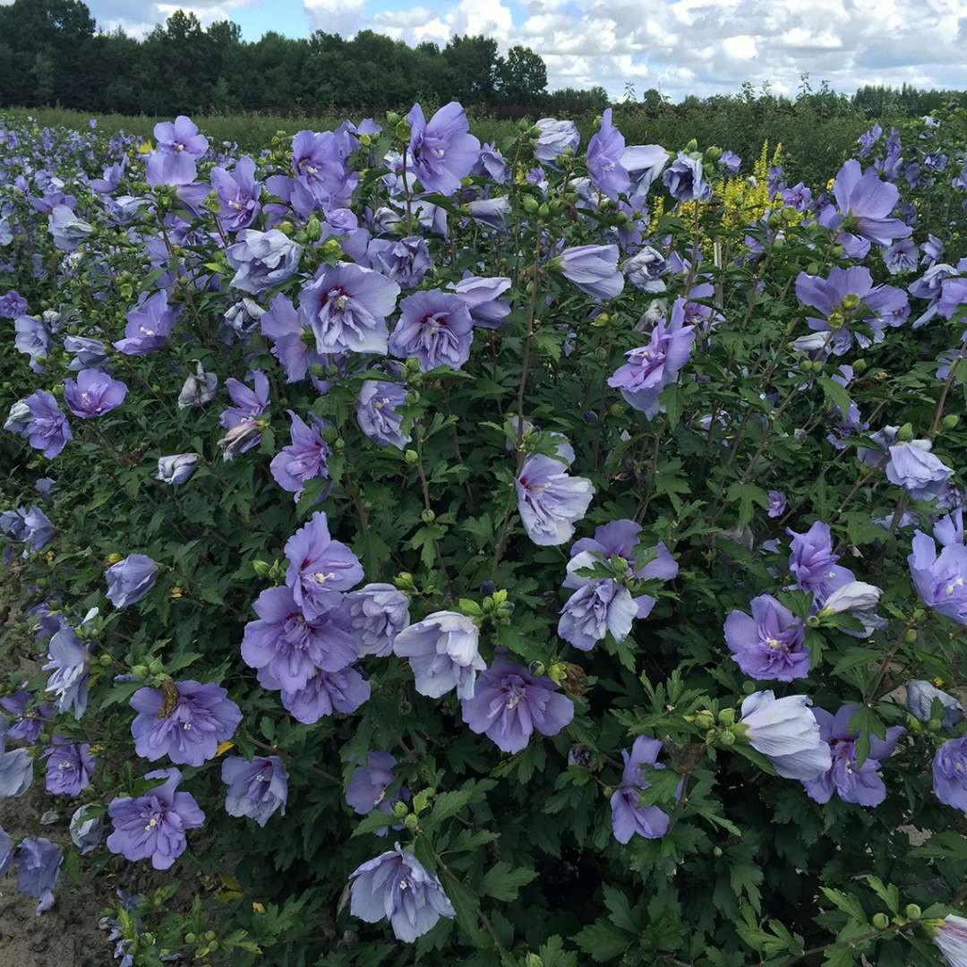 Rose of Sharon - Blue CHIFFON
