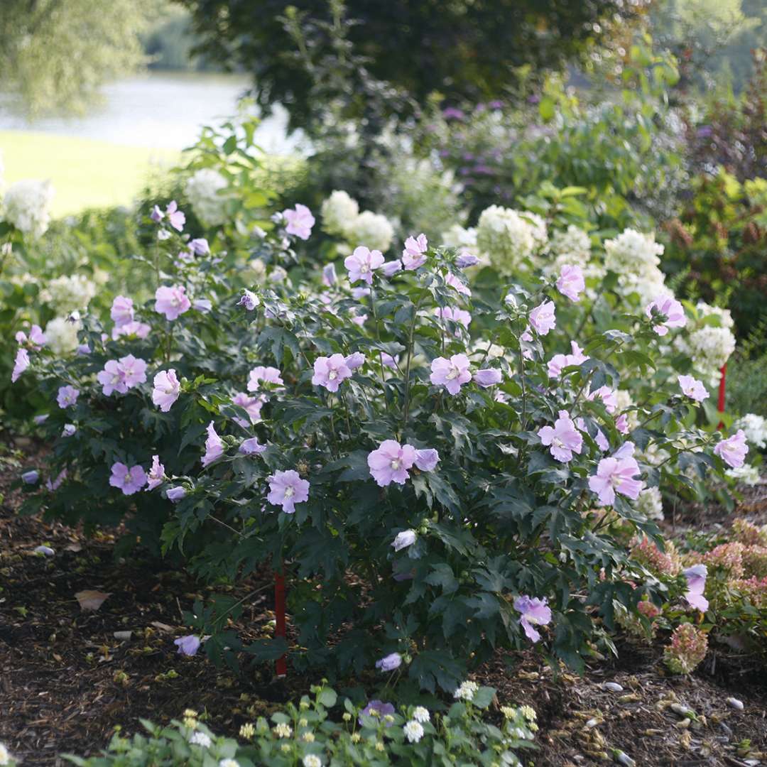 Rose of Sharon - POLLYPETITE
