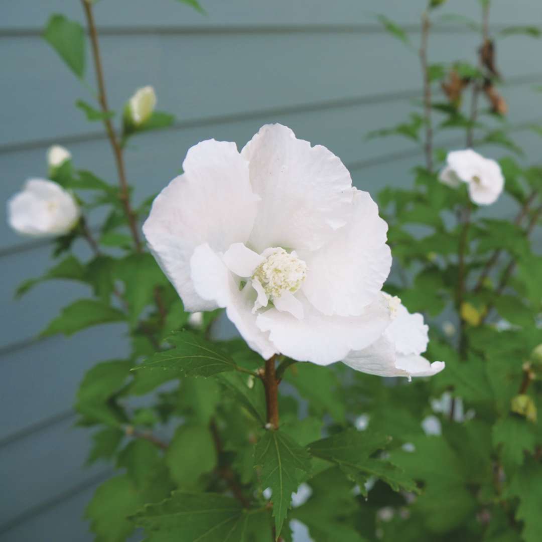 Rose of Sharon - WHITE PILLAR