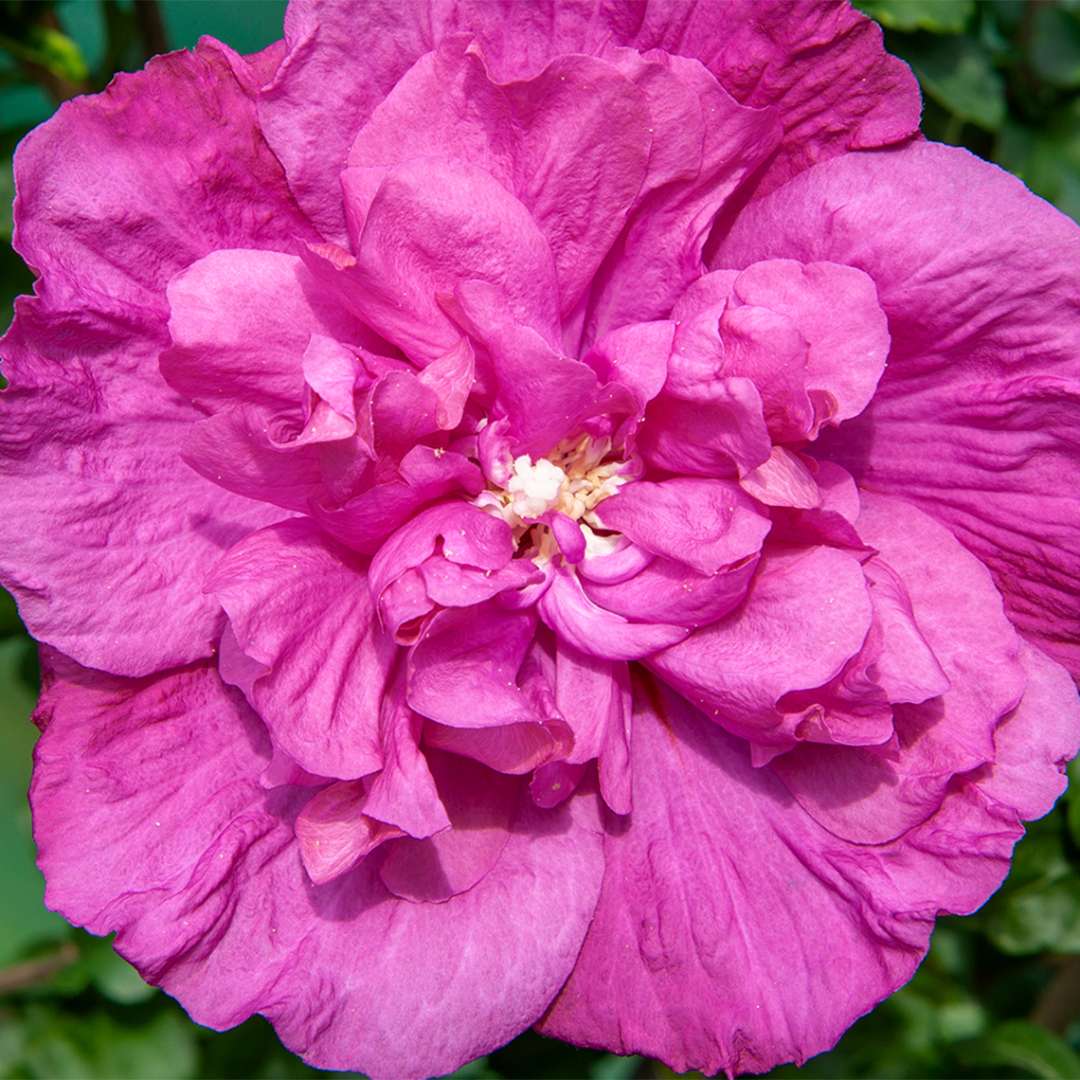 Rose of Sharon - Magenta CHIFFON