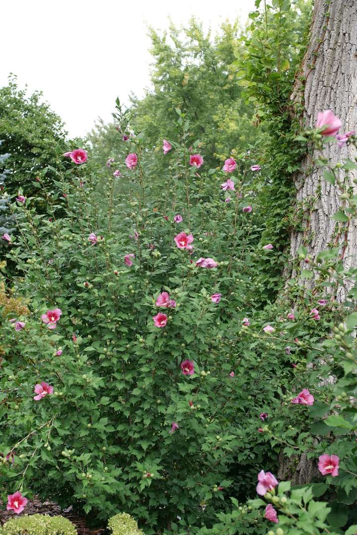 Rose of Sharon - RED PILLAR