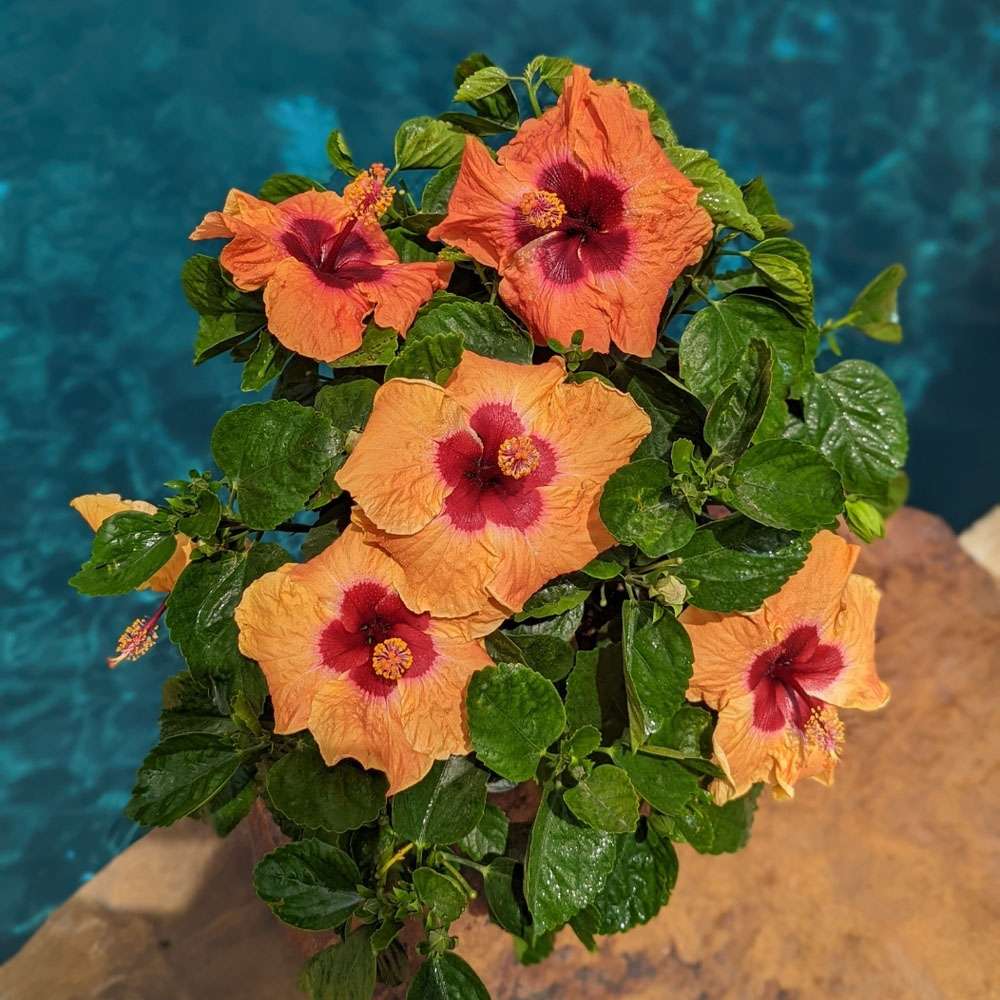 Tropical Hibiscus - HOLLYWOOD HIBISCUS DISCO DIVA
