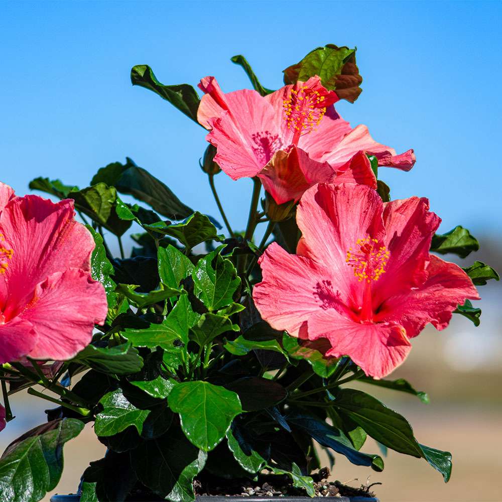 Tropical Hibiscus - HOLLYWOOD HIBISCUS FIRST LADY