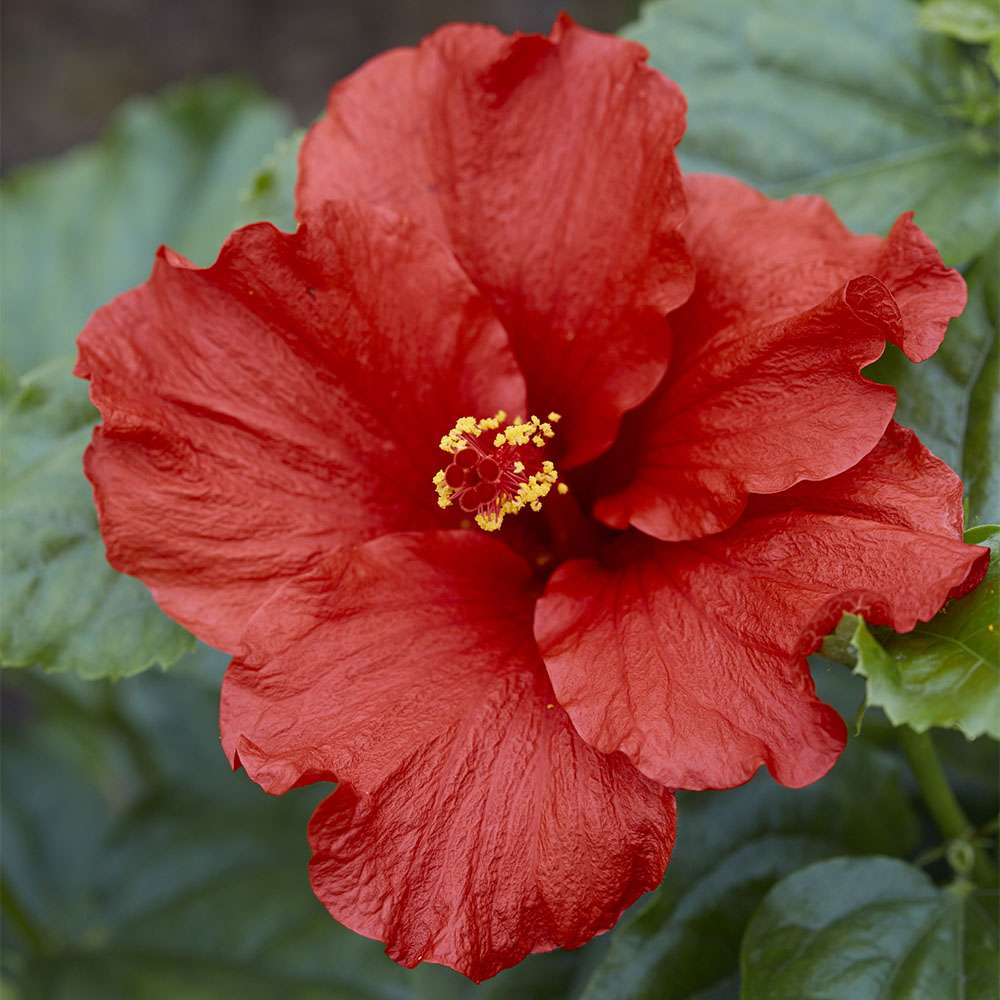 Tropical Hibiscus - HOLLYWOOD HIBISCUS FIRST TO ARRIVE