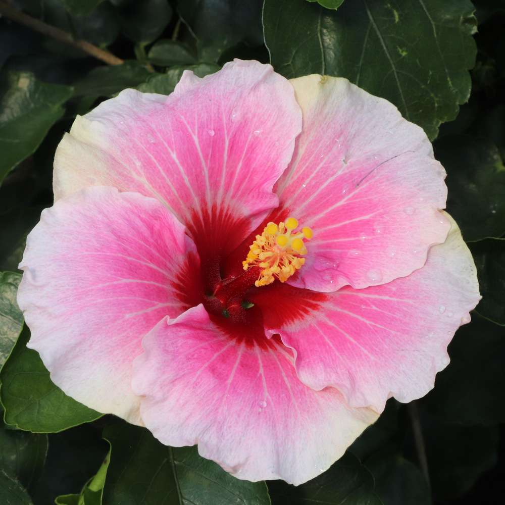 Tropical Hibiscus - HOLLYWOOD HIBISCUS AMERICA’S SWEETHEART