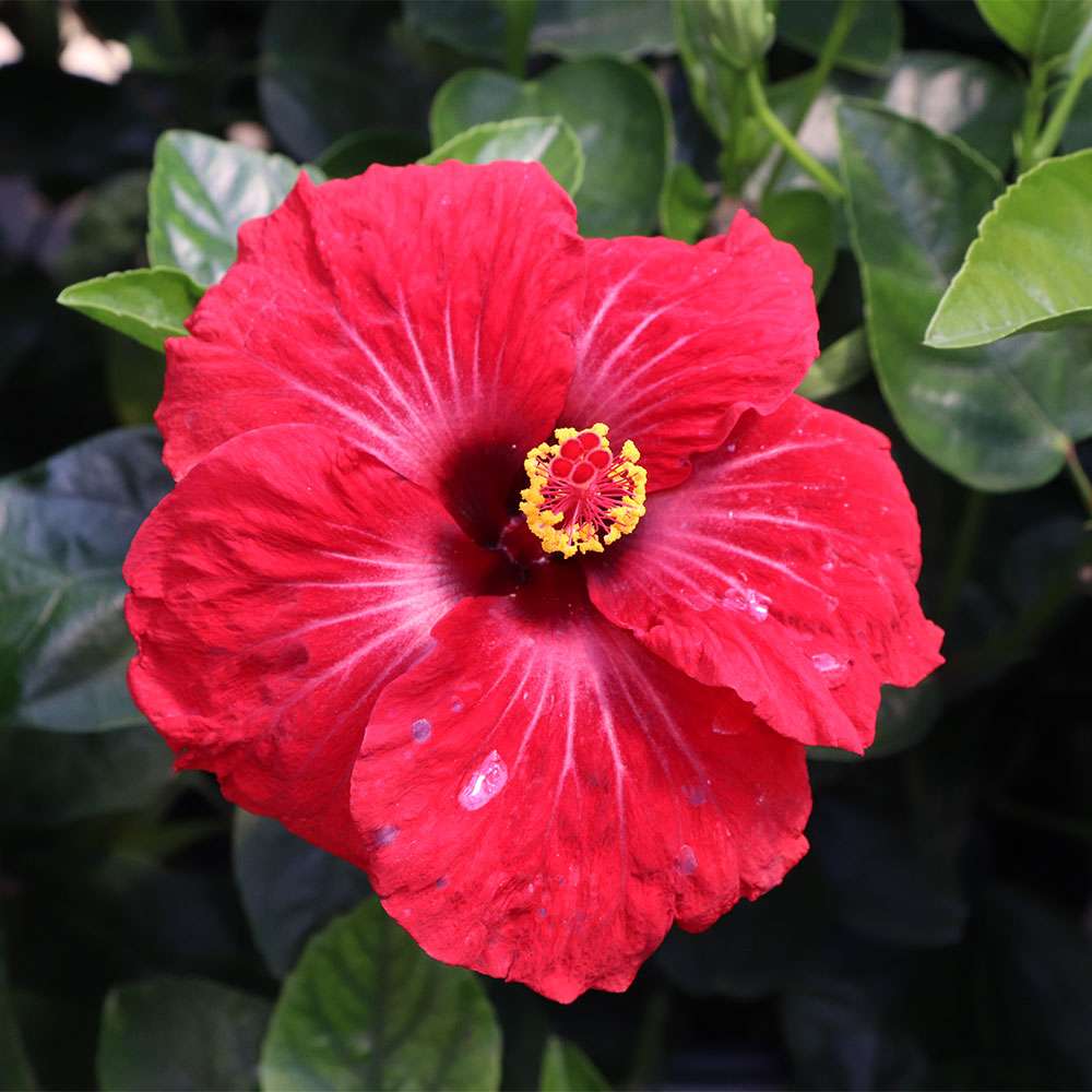 Tropical Hibiscus - HOLLYWOOD HIBISCUS HOT SHOT