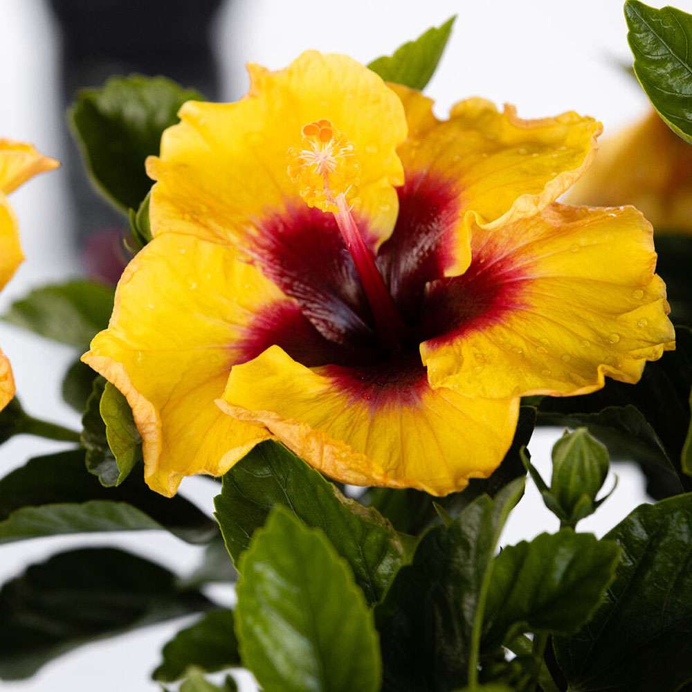 Tropical Hibiscus - HOLLYWOOD HIBISCUS RICO SUAVE