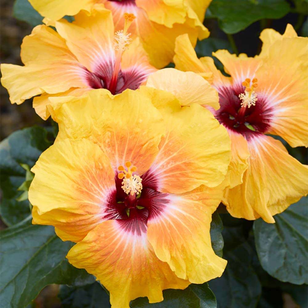 Tropical Hibiscus - HOLLYWOOD HIBISCUS SOCIAL BUTTERFLY