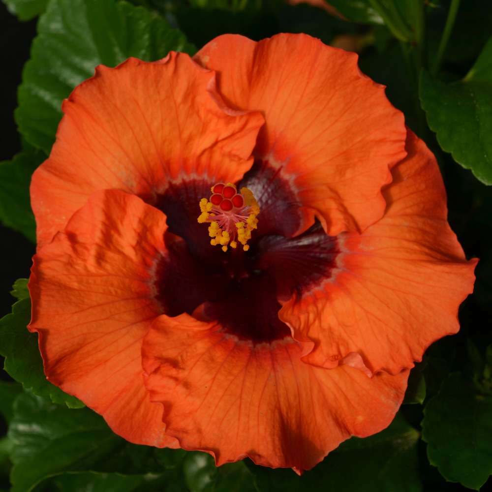 Tropical Hibiscus - HOLLYWOOD HIBISCUS SUNSET BOULEVARD