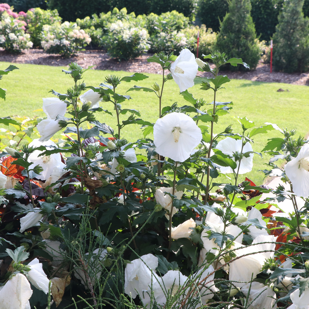 Rose of Sharon - PARAPLU Pure White