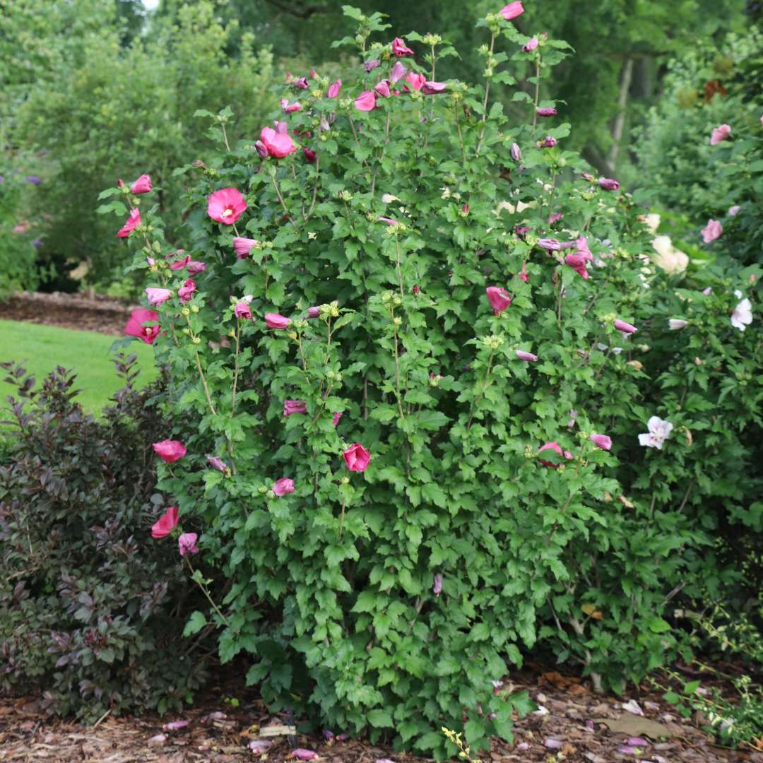 Rose of Sharon - PARAPLU RED