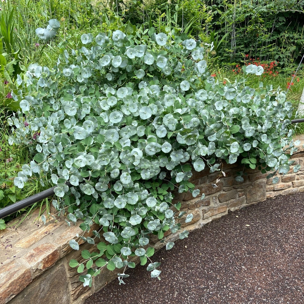 Lonicera - Kintzley’s Ghost