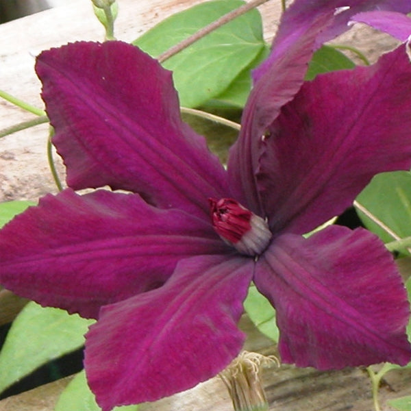 Clematis - Honora