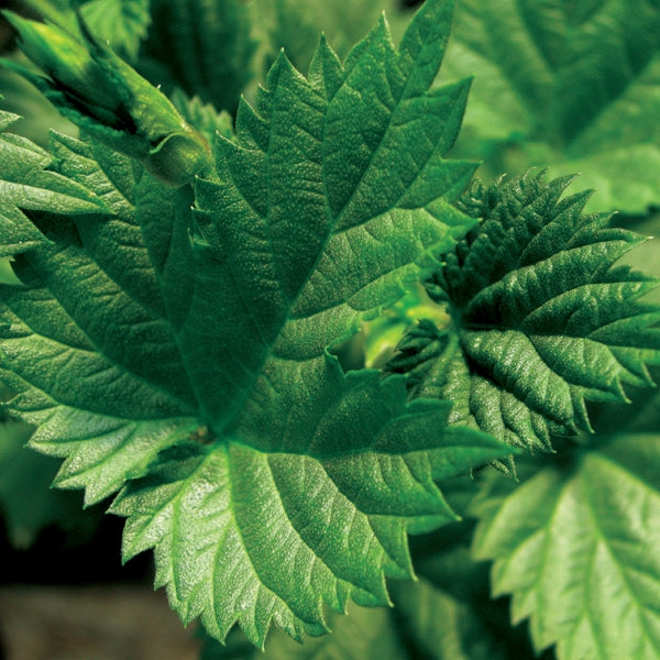 Humulus - (Canabaceae) lupulus Cascade