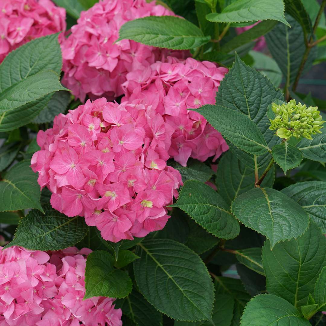 Hydrangea - Reblooming - LET’S DANCE ¡ARRIBA!