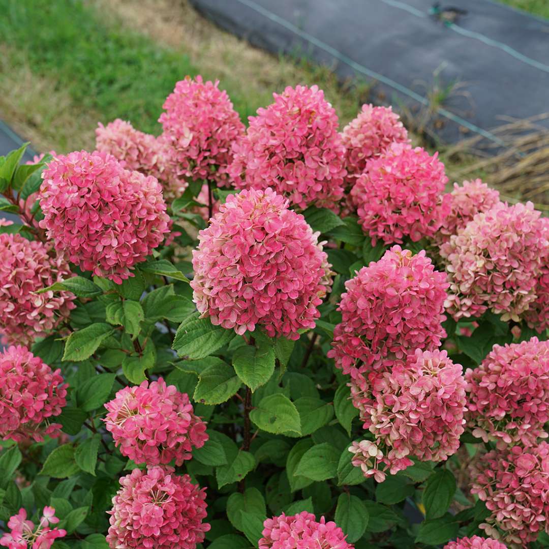 Panicle Hydrangea - LITTLE LIME PUNCH