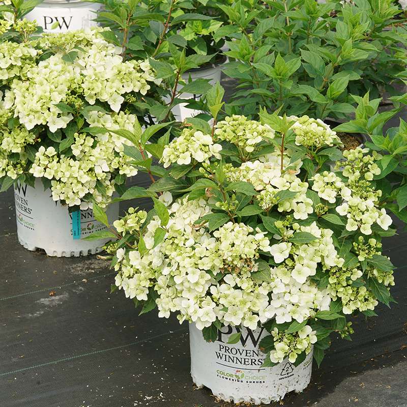 Cascade Hydrangea - FAIRYTRAIL White