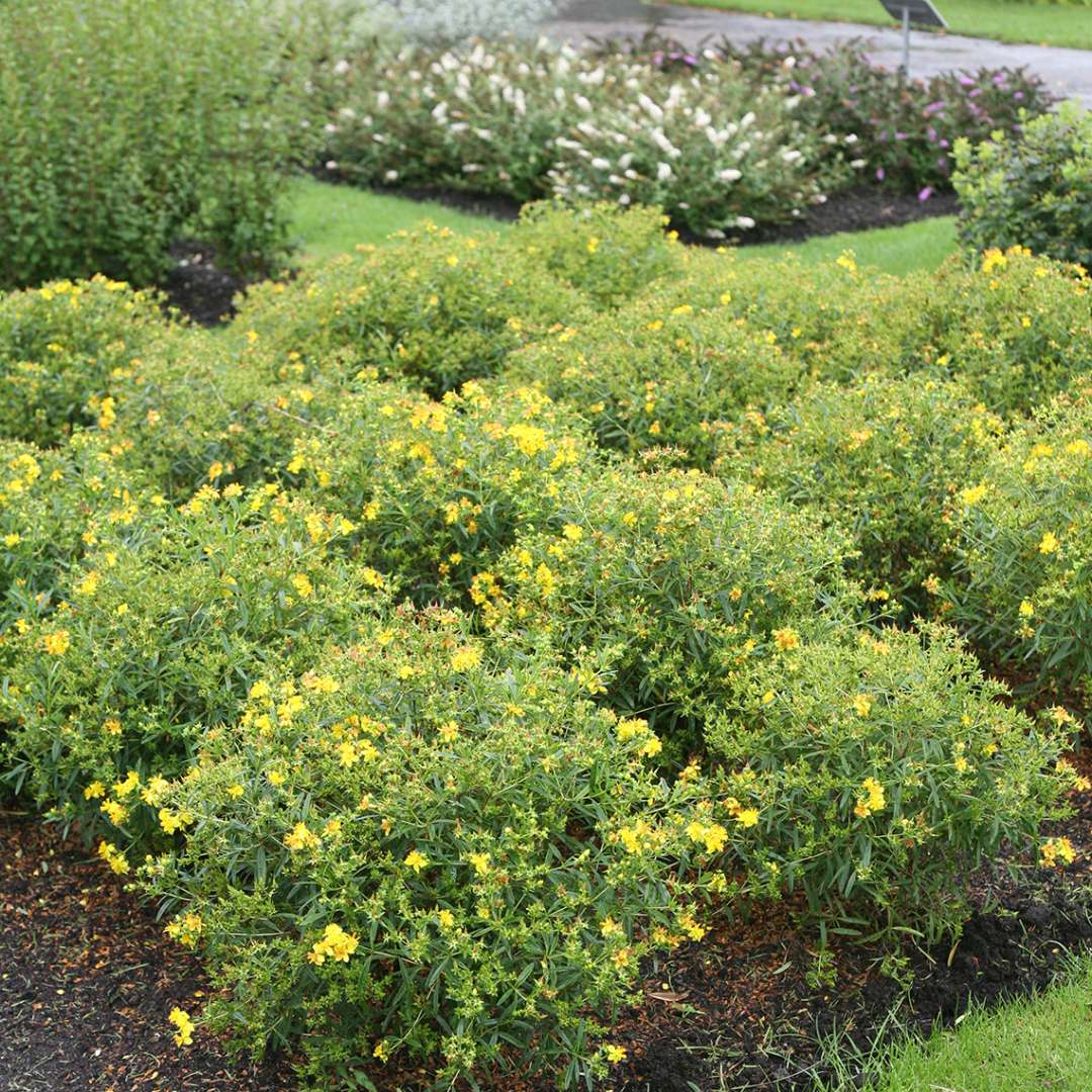 St. John's Wort - SUNNY BOULEVARD