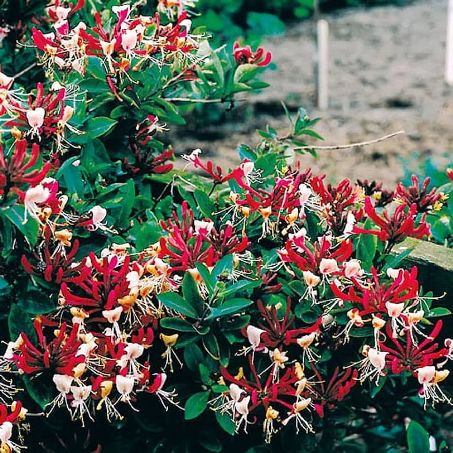 Honeysuckle - Serotina