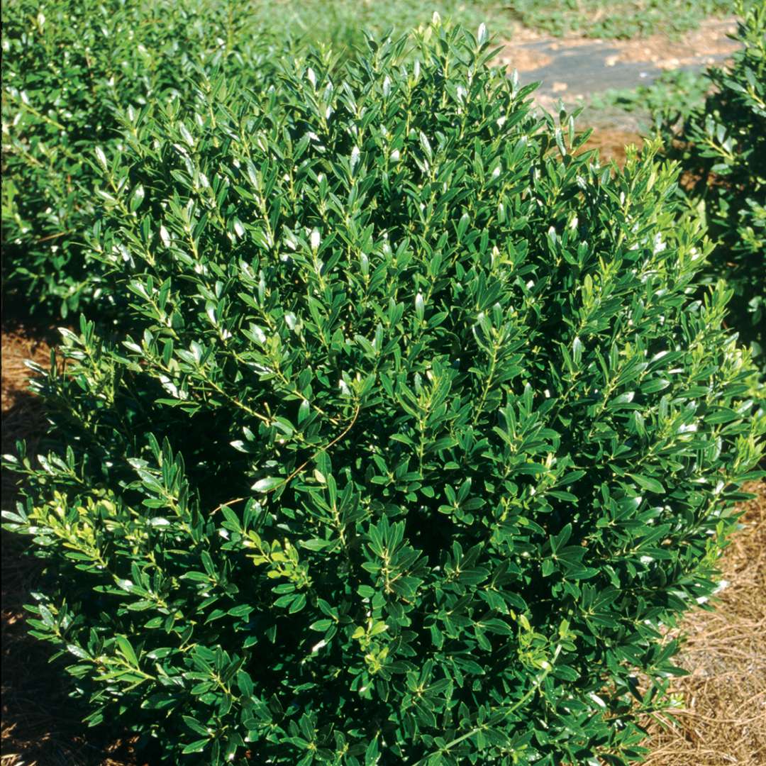 Holly - Inkberry - ‘Shamrock’