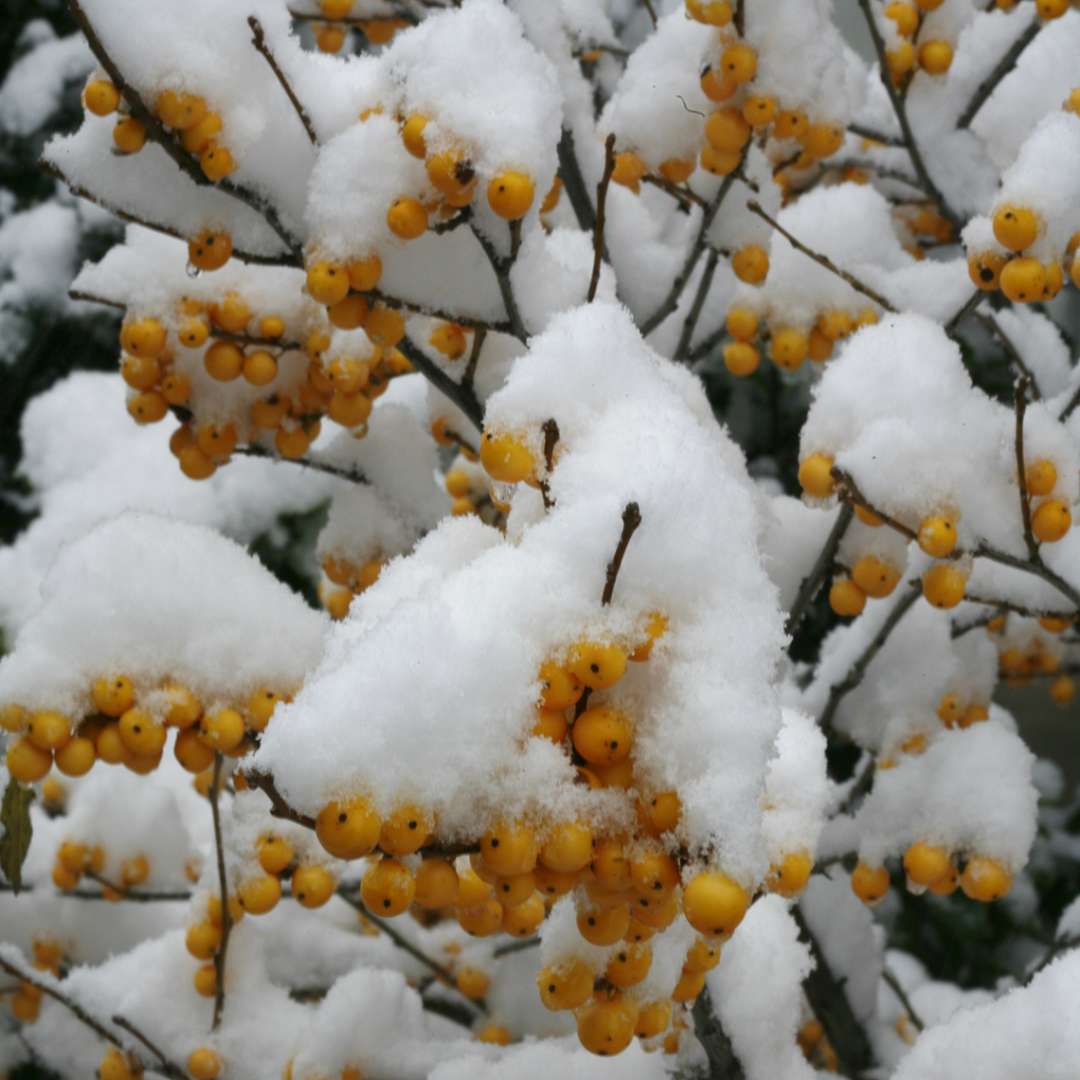 Holly - Winterberry - BERRY HEAVY Gold