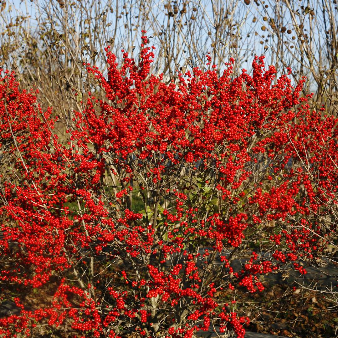 Holly - Winterberry - BERRY POPPINS