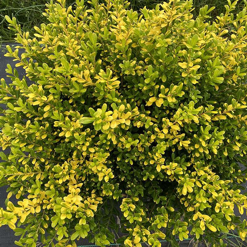 Japanese holly - GLOW POP