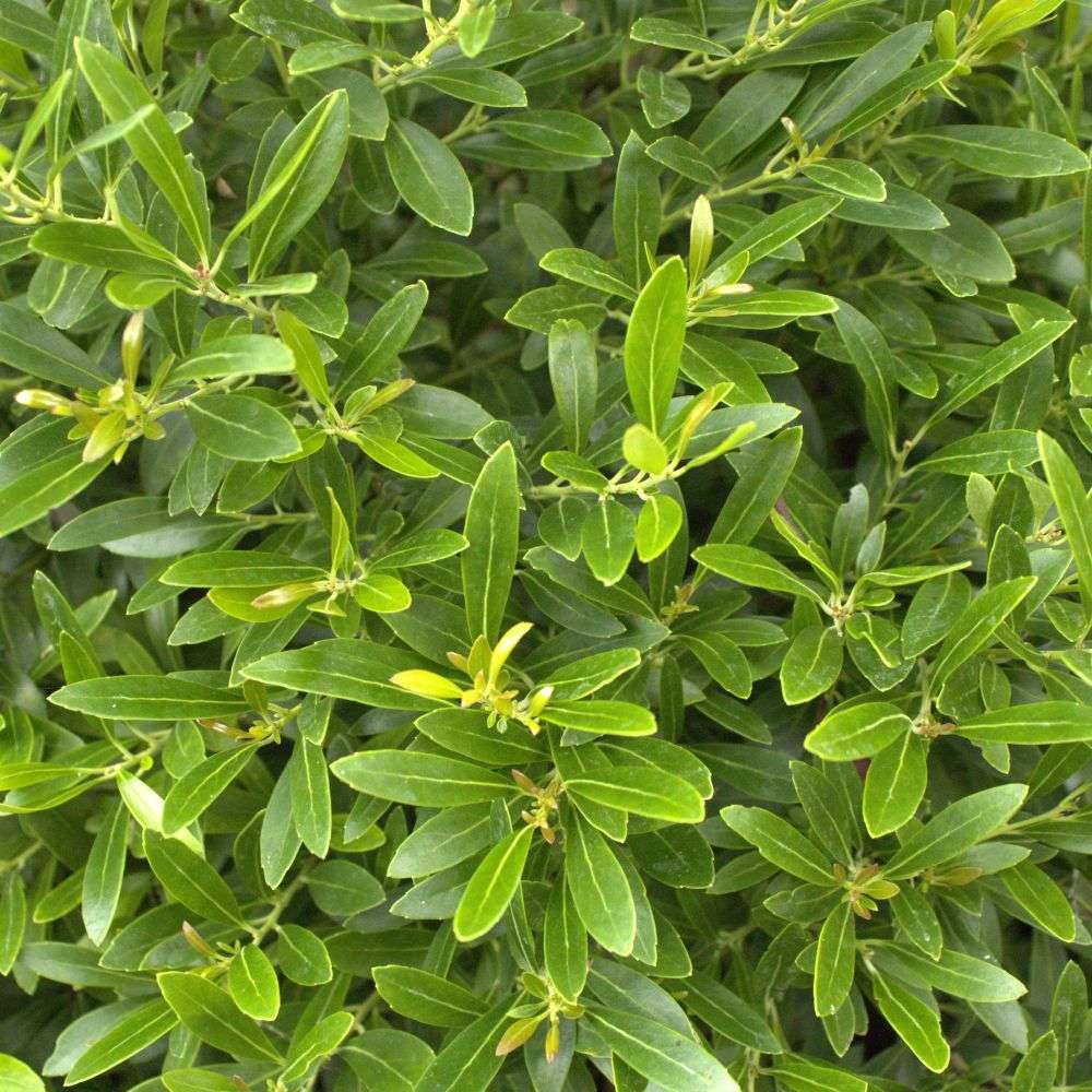Dwarf Inkberry Holly - GEM BOX PRIME