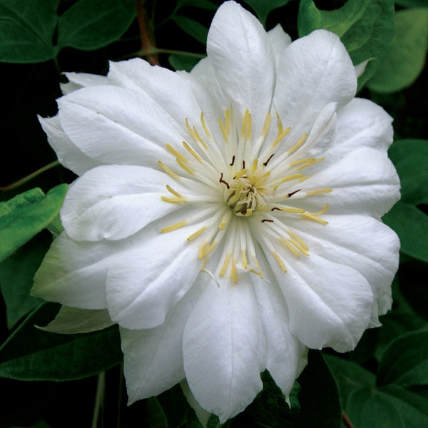 Clematis - Jackmanii Alba
