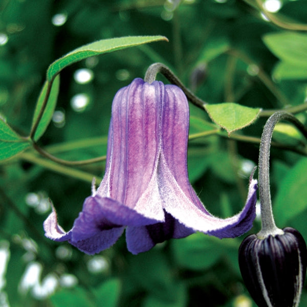Clematis - Jan Fopma