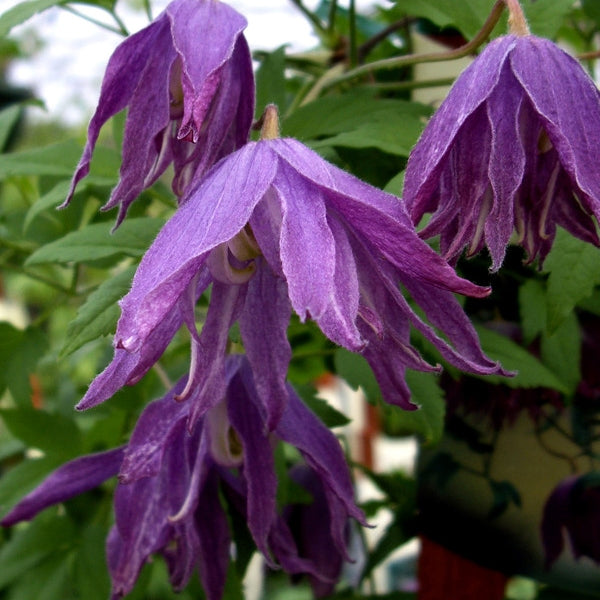 Clematis - macropetala Jan Lindmark