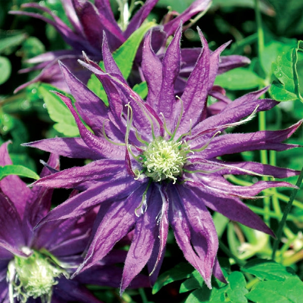 Clematis - Joe Zary