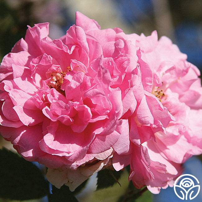 Rosa - John Davis