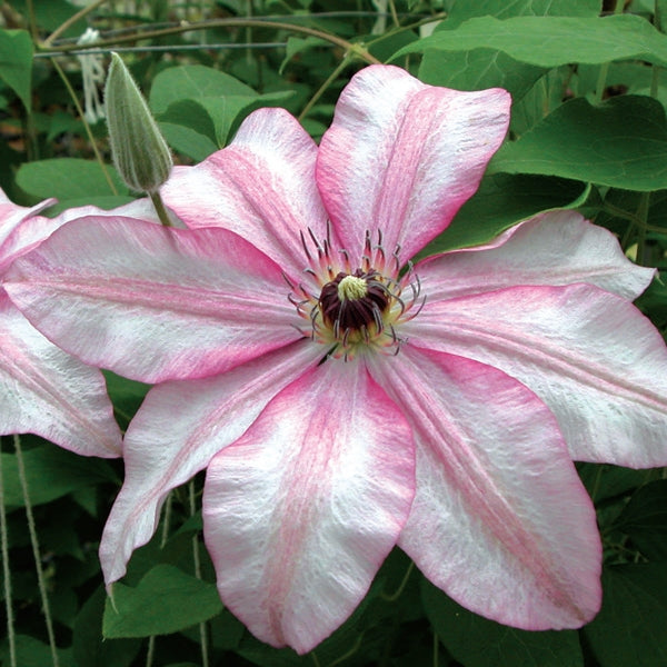 Clematis - John Warren