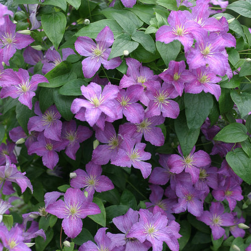 Clematis 'Jolly Good Clematis'