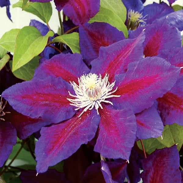 Clematis - Julka