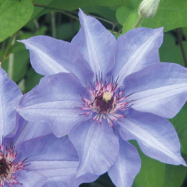 Clematis - Konigekind