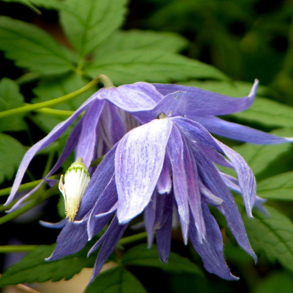 Clematis - macropetala Lagoon
