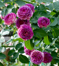 Load image into Gallery viewer, Rose - Climbing - Lavender Crush
