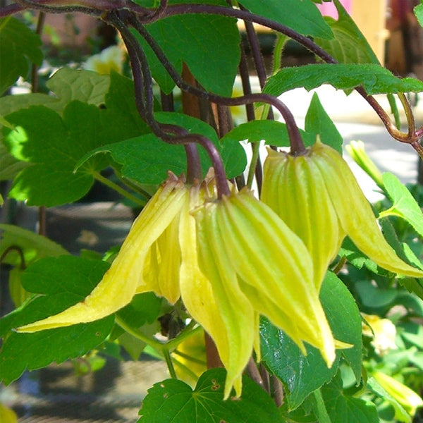 Clematis - Lemon Bells