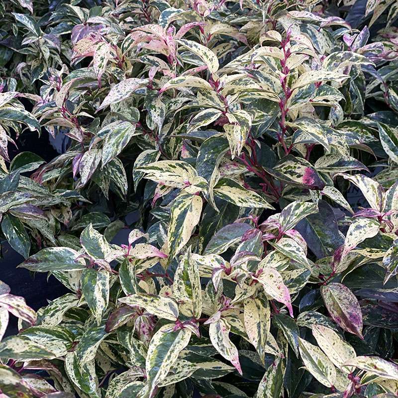 Doghobble, fetterbush, leucothoe - PAISLEY PUP