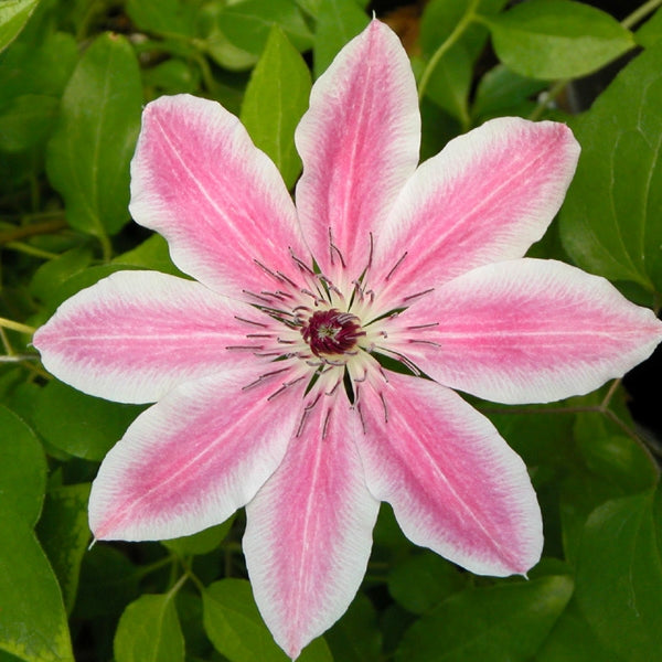 Clematis - Lincoln Star